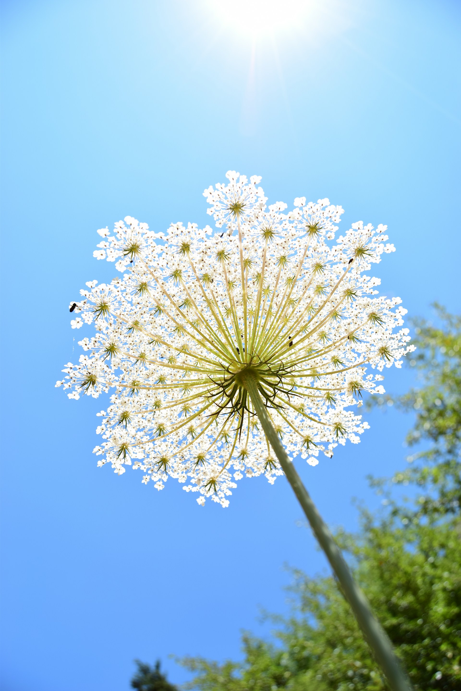 white flower under blue sky during daytime