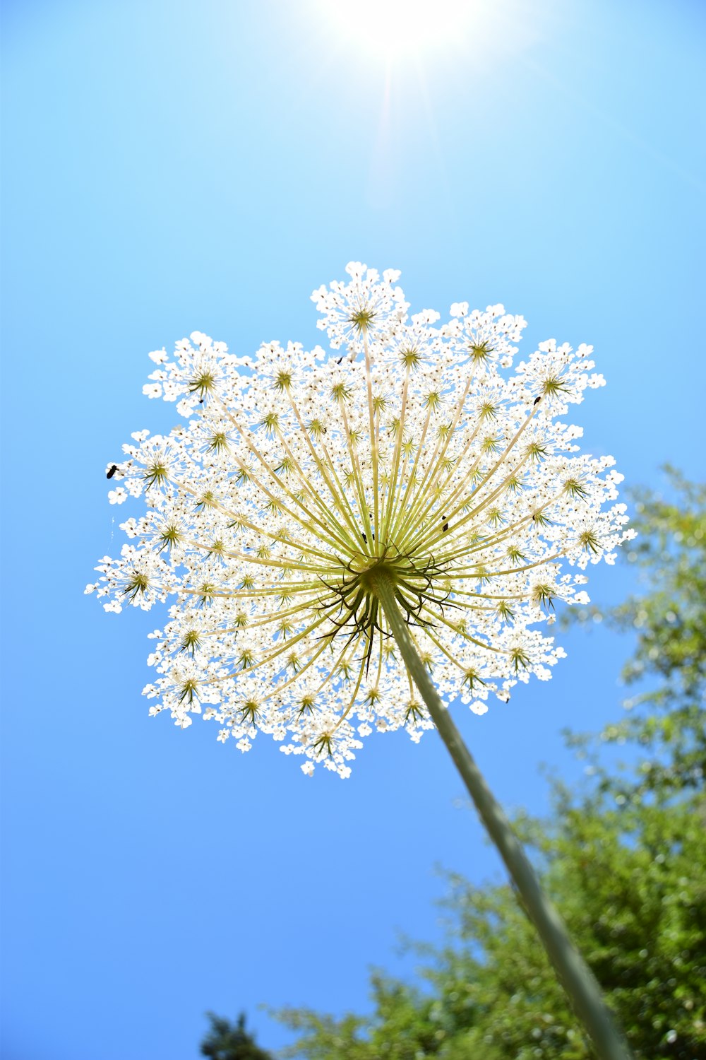 낮에는 푸른 하늘 아래 흰 꽃