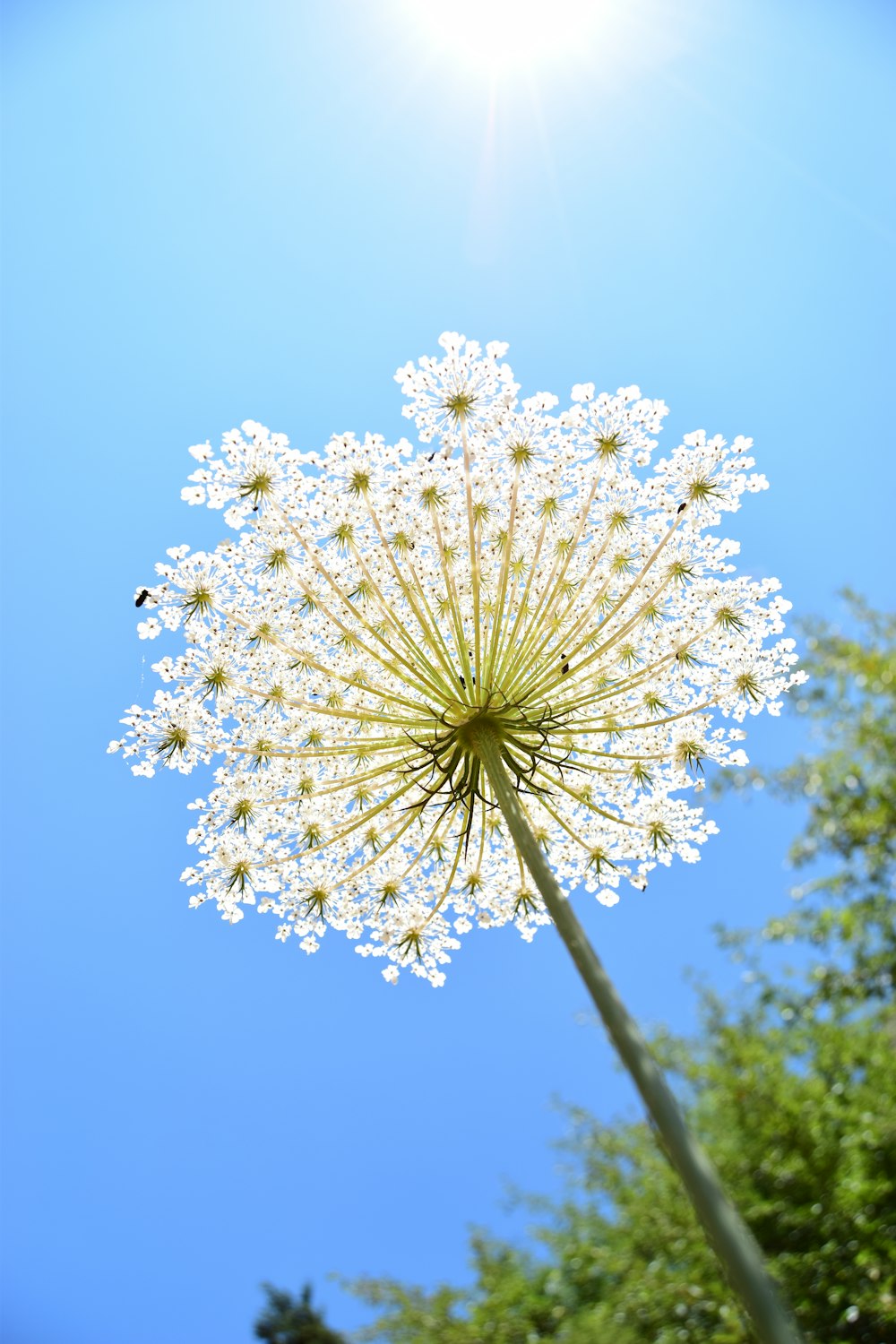 white flower under blue sky during daytime