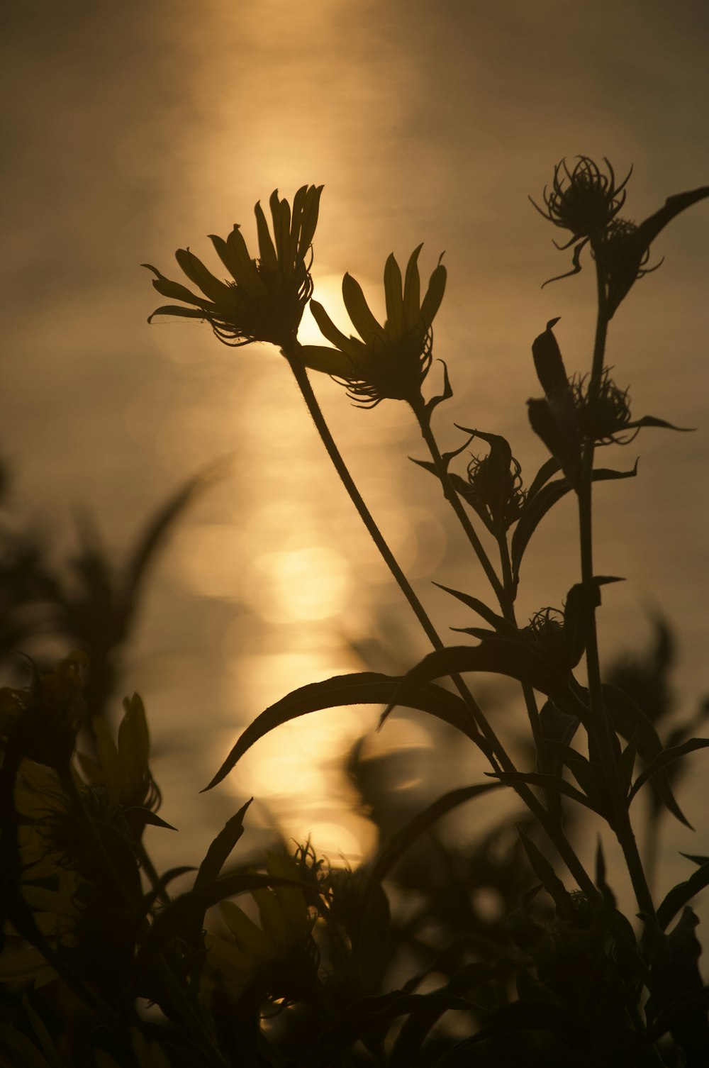 Silhouette der Pflanze bei Sonnenuntergang