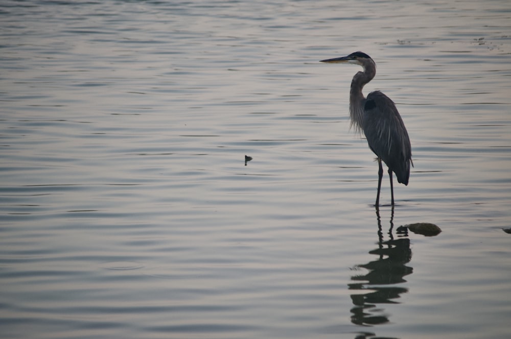 grey heron on calm sea during daytime