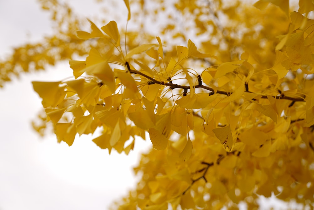 yellow leaves on tree branch