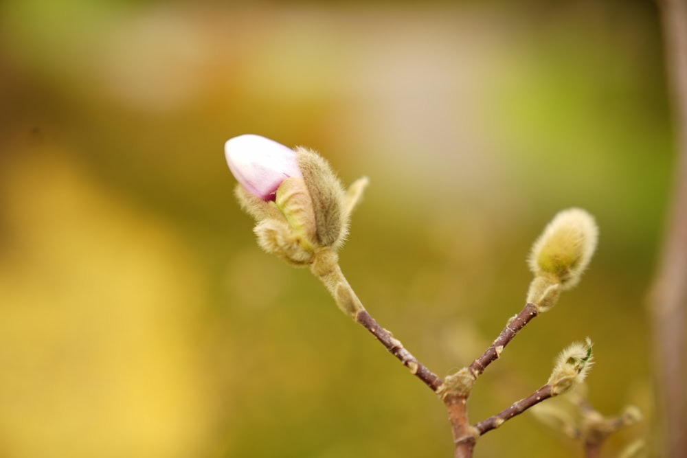 white and purple flower on brown stem