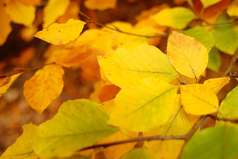 yellow leaves on brown stem