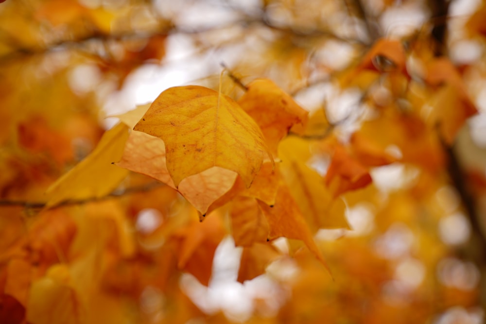 yellow maple leaf in tilt shift lens