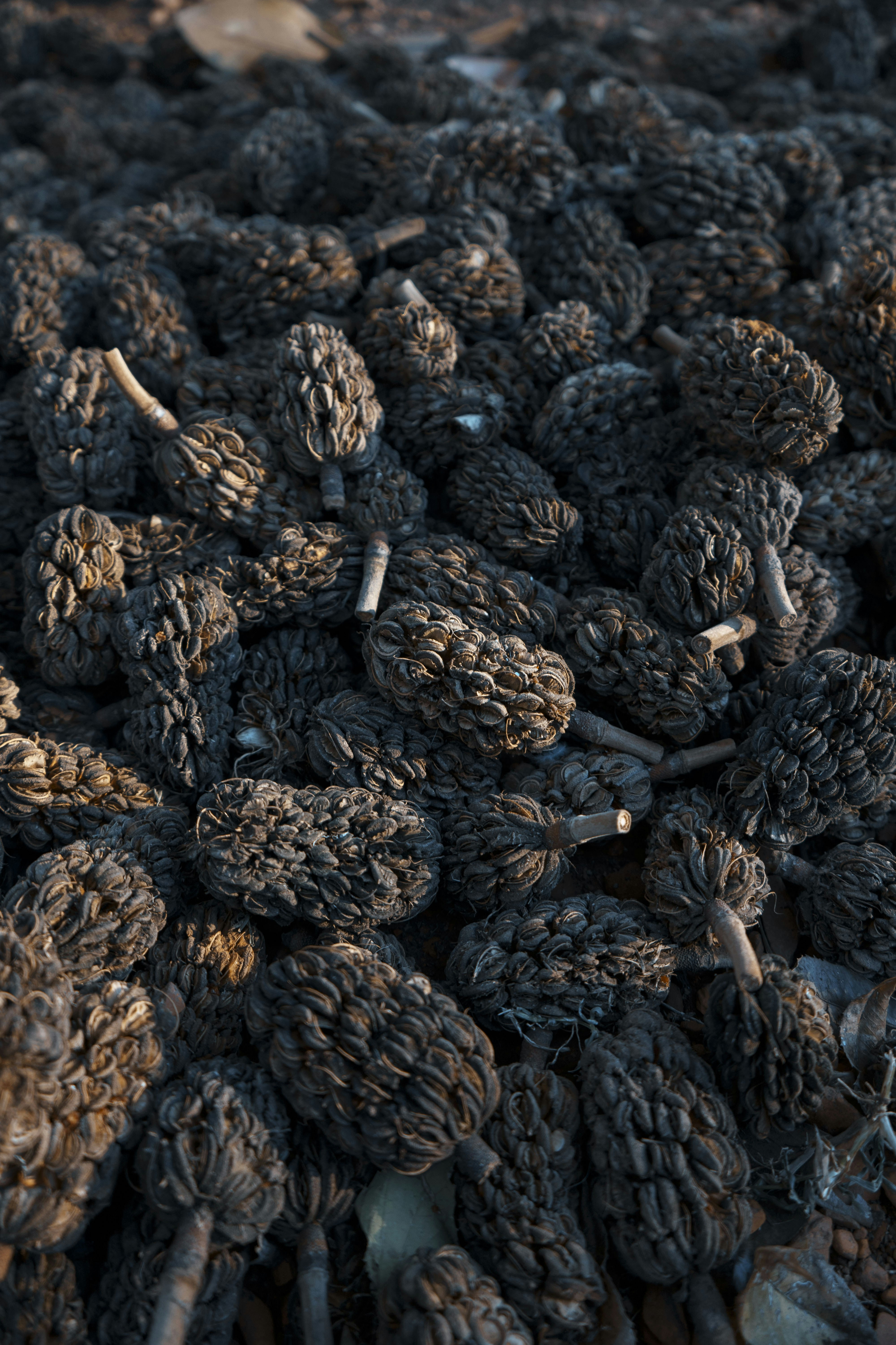 brown pine cone in close up photography