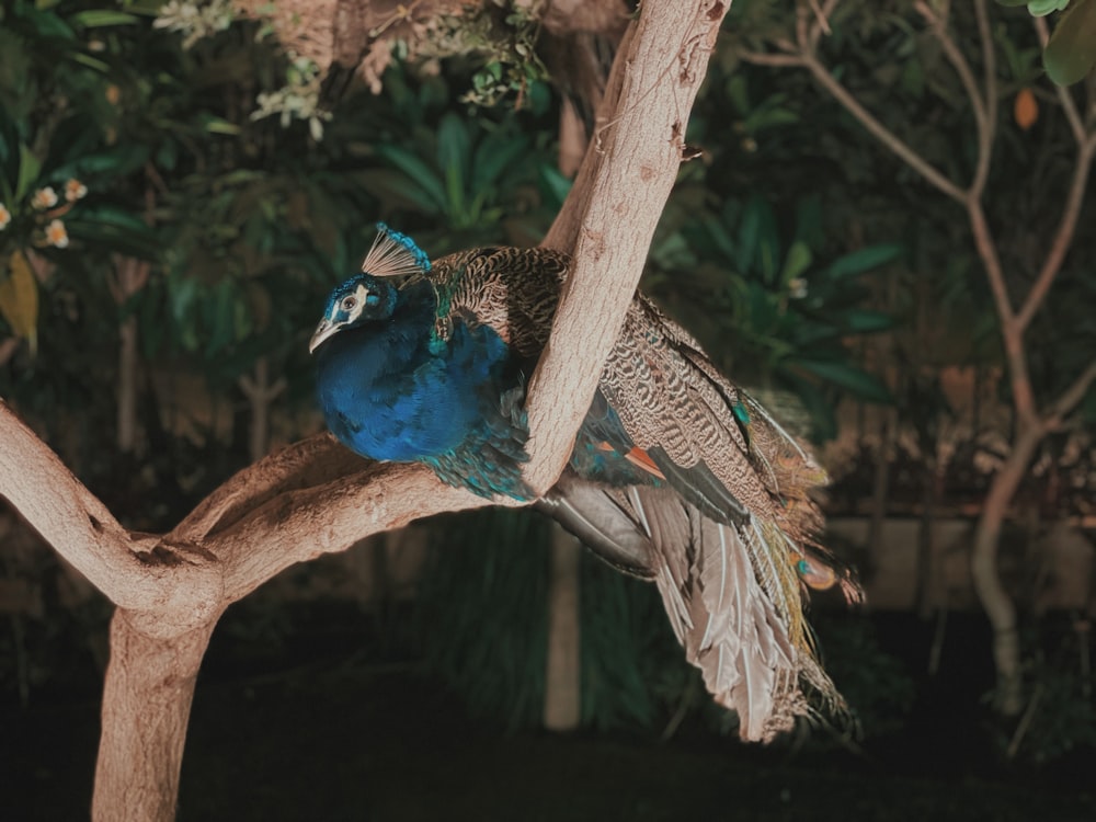 blue peacock on brown tree branch