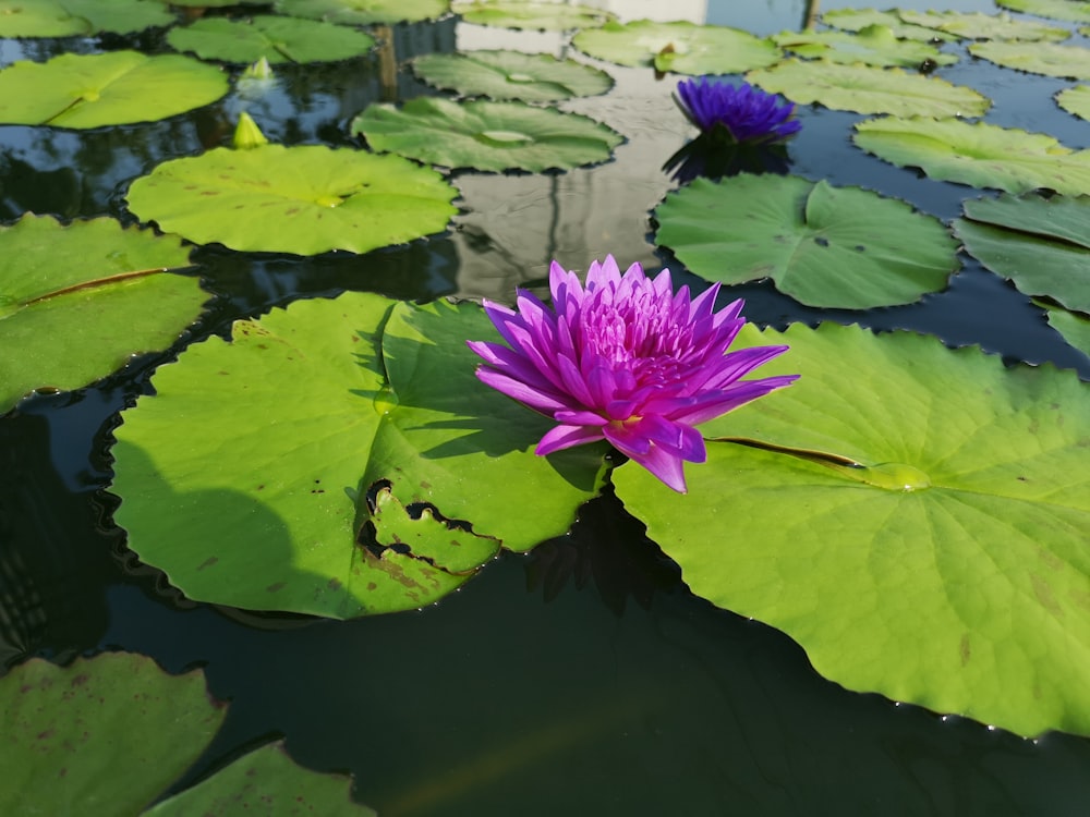 purple flower on green water