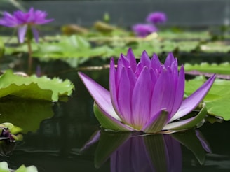 purple lotus flower in bloom during daytime