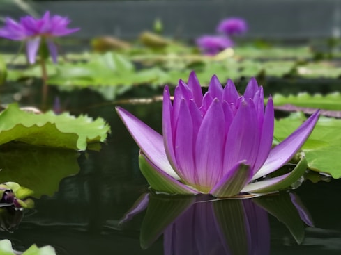 purple lotus flower in bloom during daytime