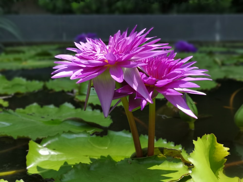 pink lotus flower in bloom during daytime