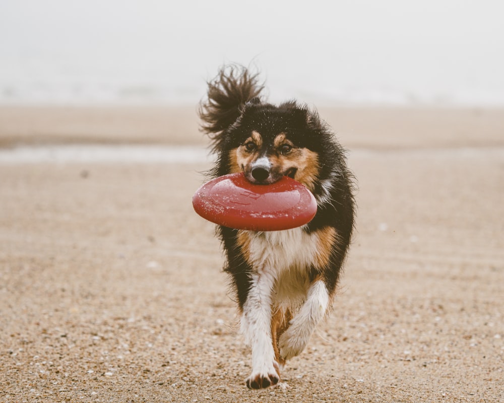 black white and brown long coated dog running on brown sand during daytime