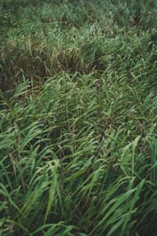 green grass field during daytime