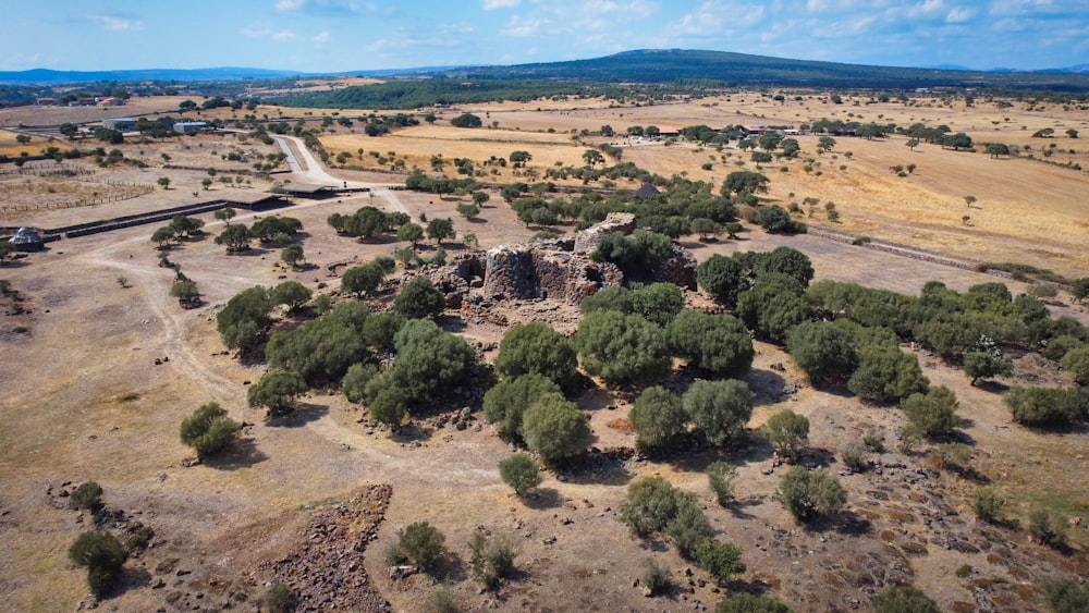 alberi verdi su campo marrone durante il giorno