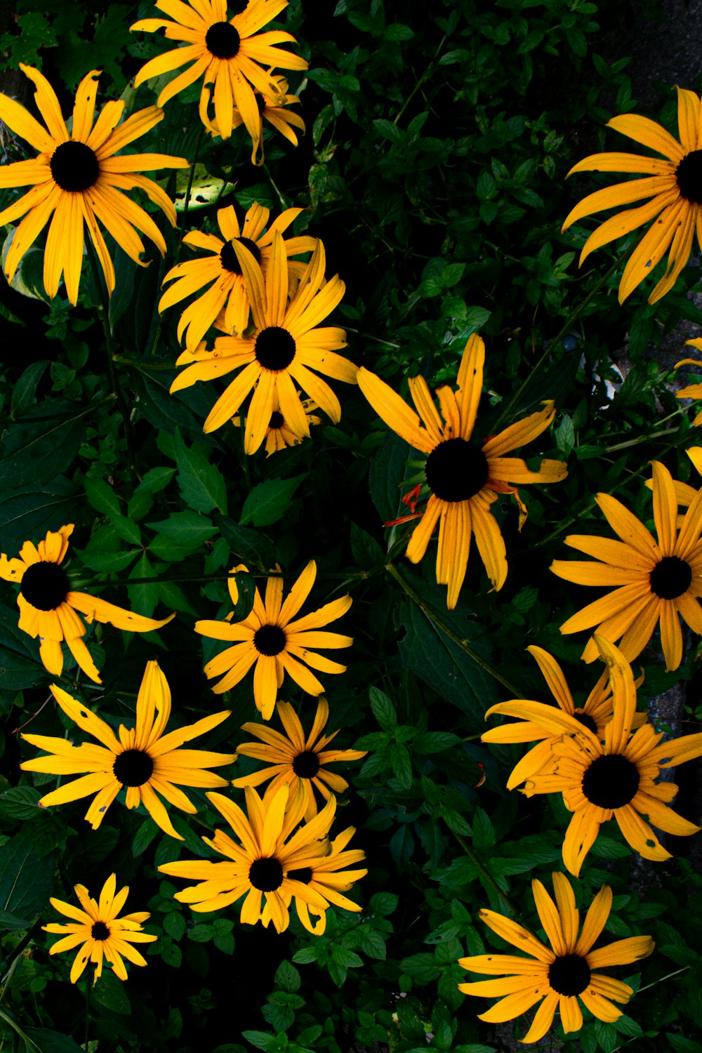 yellow and black flowers with green leaves