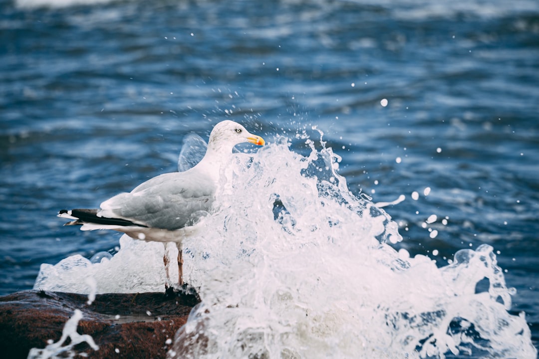 white bird on black rock near body of water during daytime