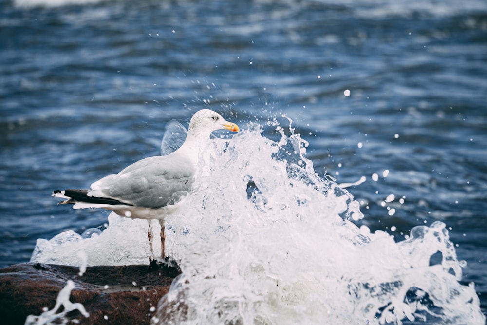 white bird on black rock near body of water during daytime