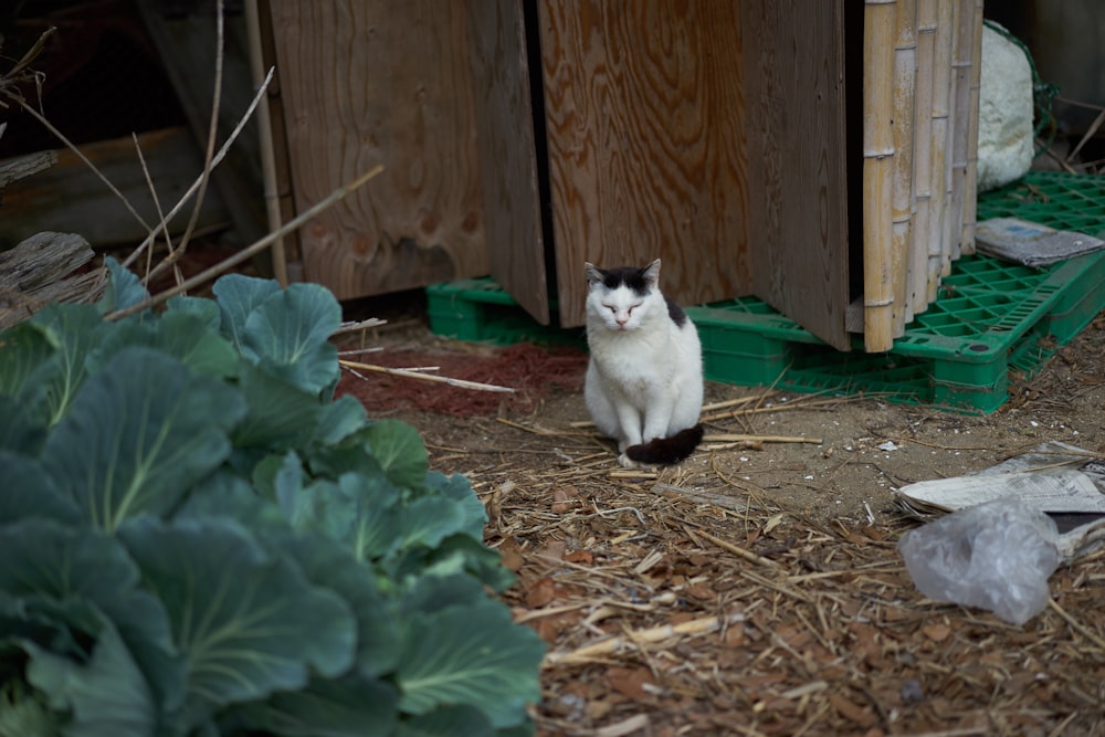 gatto bianco e nero su foglie secche marroni