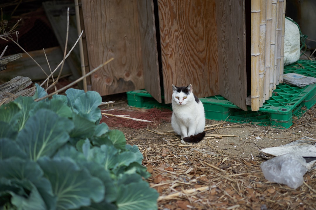 white and black cat on brown dried leaves