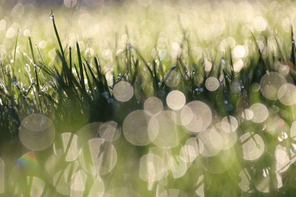 herbe verte avec des gouttelettes d’eau