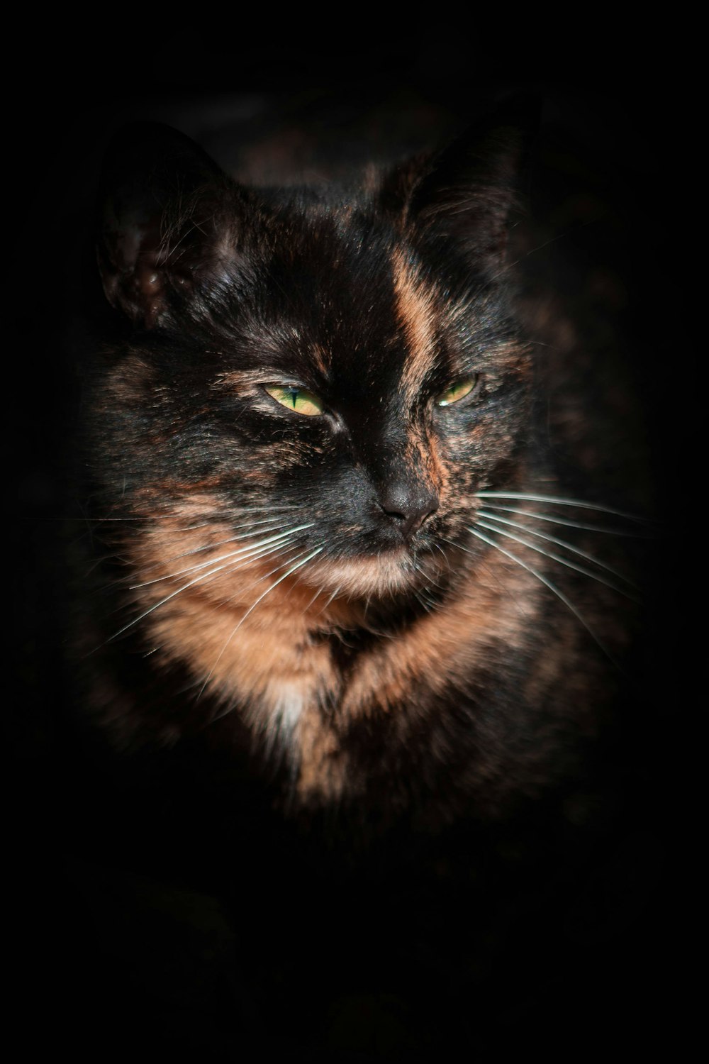 black and brown cat in close up photography