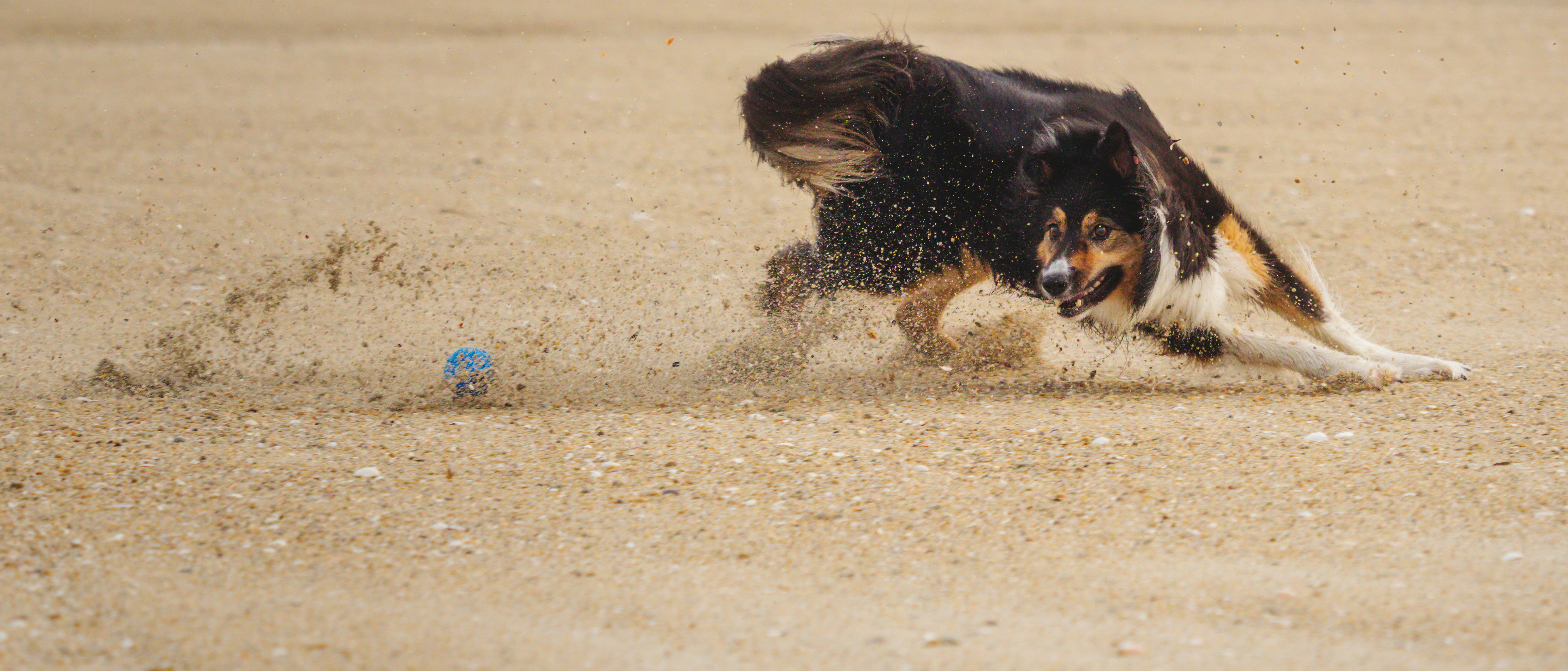 Dog digging on sand