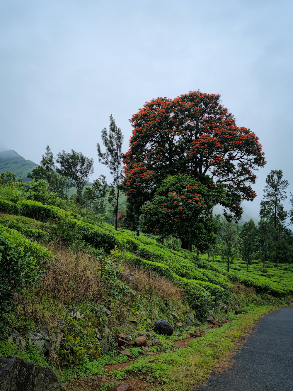 green grass field near trees and mountain during daytime