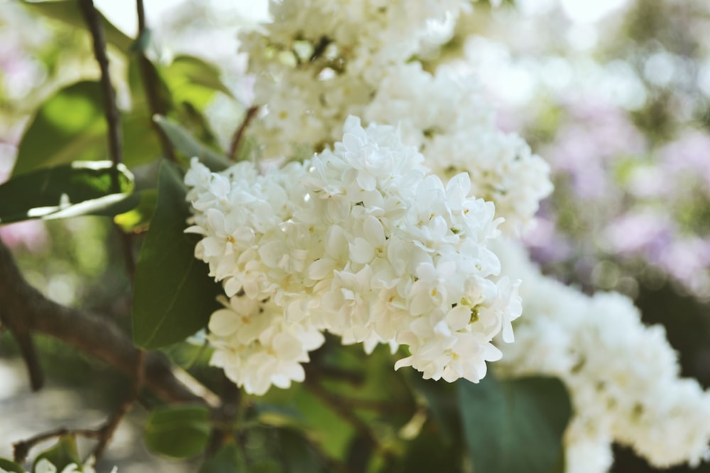 white flower in macro shot