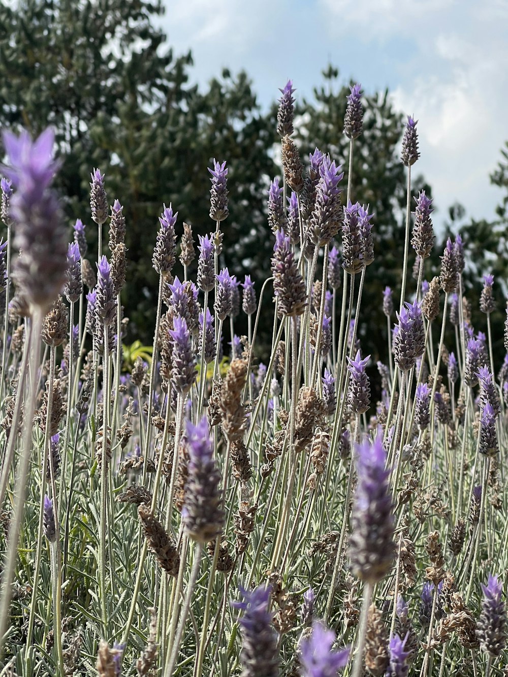 fiori viola sotto il cielo blu durante il giorno