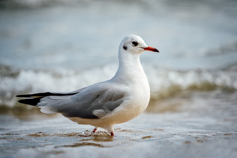 white duck on water during daytime