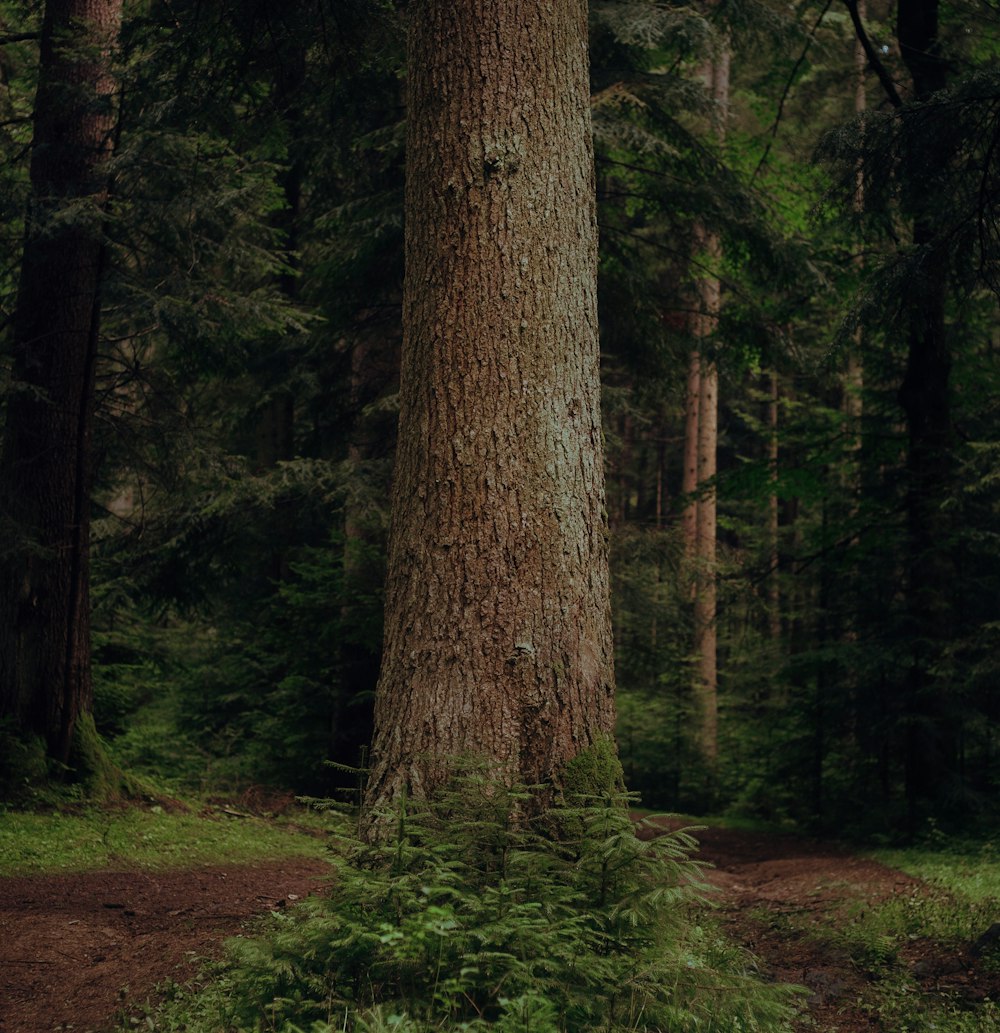 brown tree trunk on green grass field