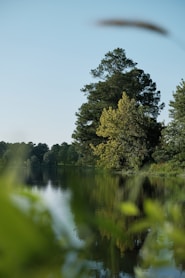 green trees beside lake under blue sky during daytime