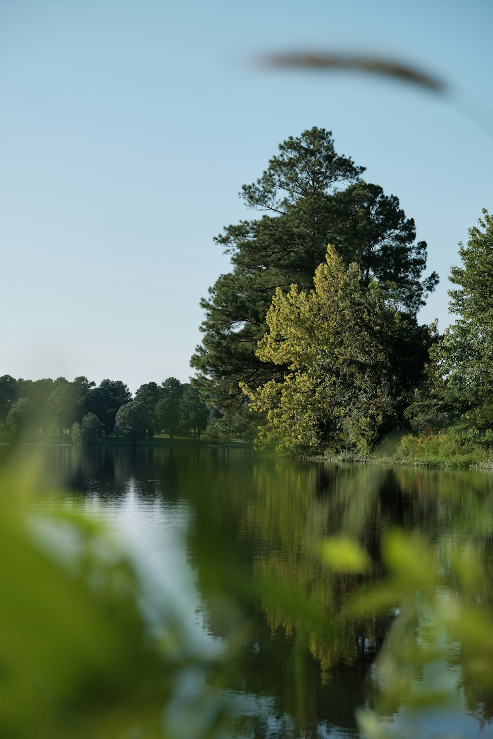 green trees beside lake under blue sky during daytime