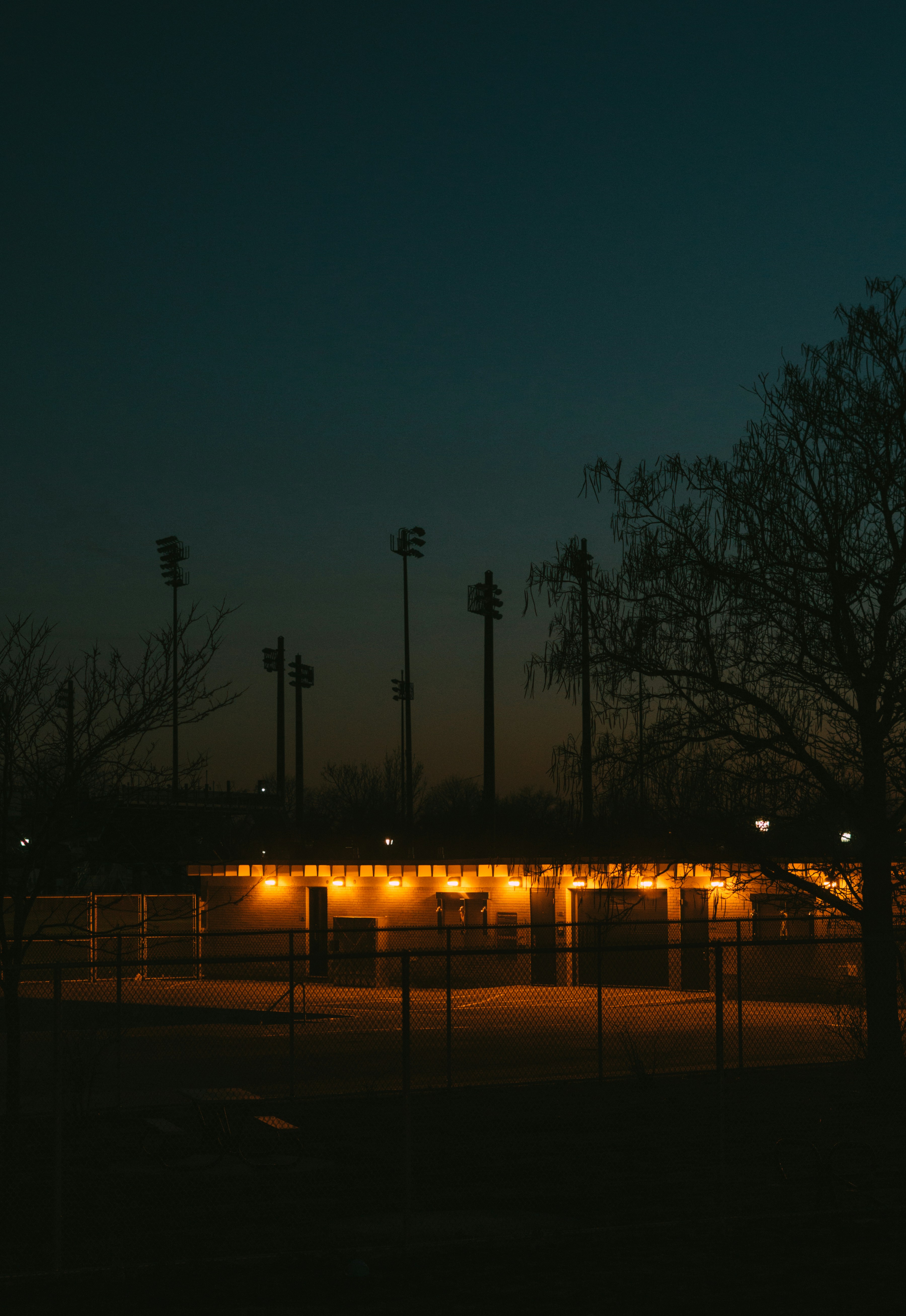 bare trees near road during night time