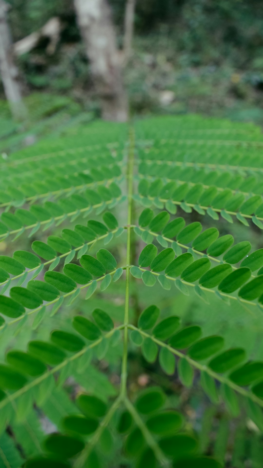 green leaf plant during daytime