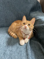 A playful cat wearing a bright, handmade vest sitting on a cozy sofa.