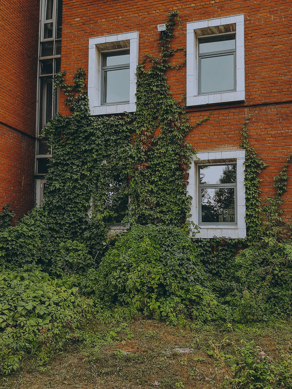 green plant beside brown brick building