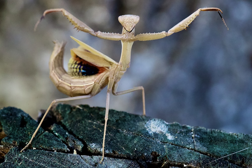 日中のクローズアップ写真で緑の葉の上の茶色のカマキリ