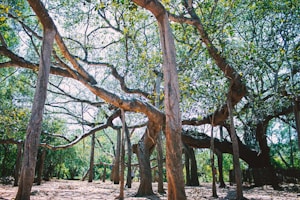 Banyan Saplings