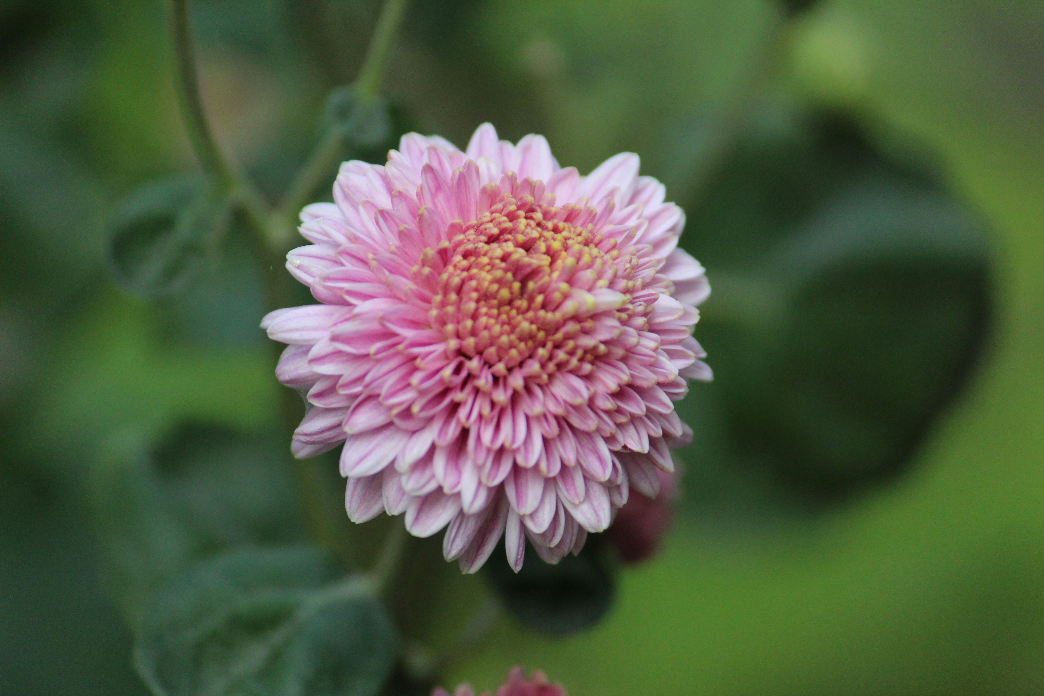 Photo by abhijeet_panchbhai156