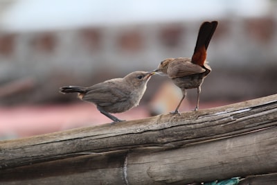 brown bird on brown wooden fence