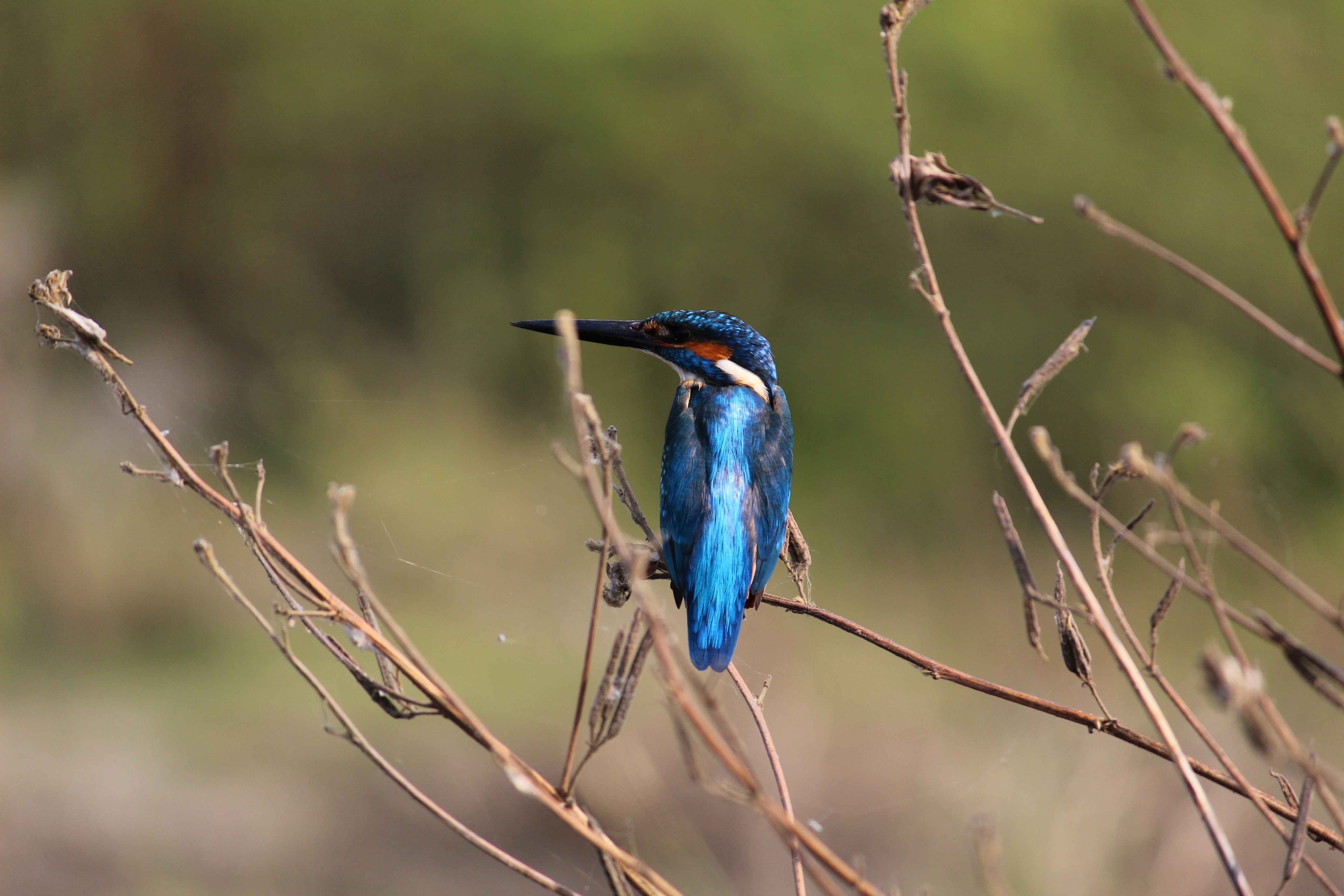 Photo by abhijeet_panchbhai156