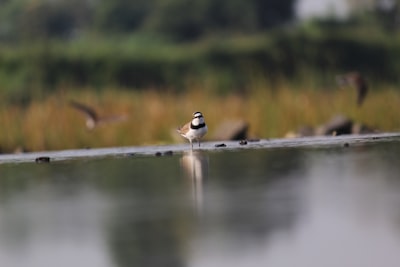 black and white bird on water during daytime