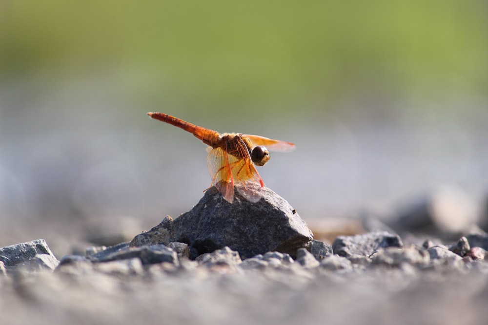 borboleta marrom e preta na rocha cinza durante o dia