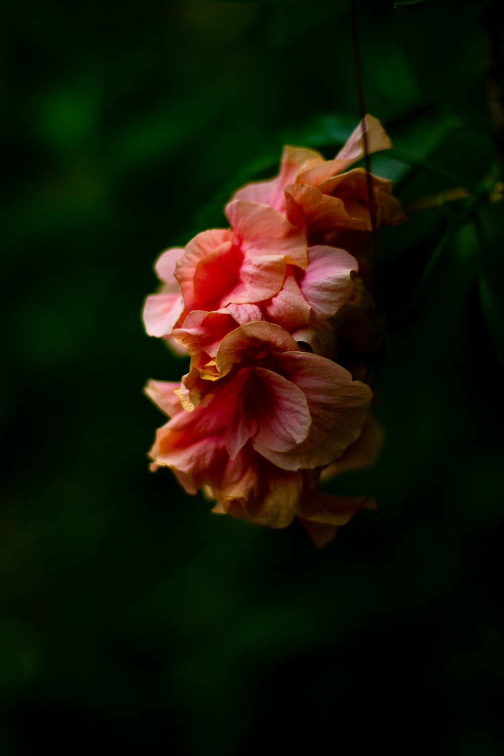 pink flower in tilt shift lens