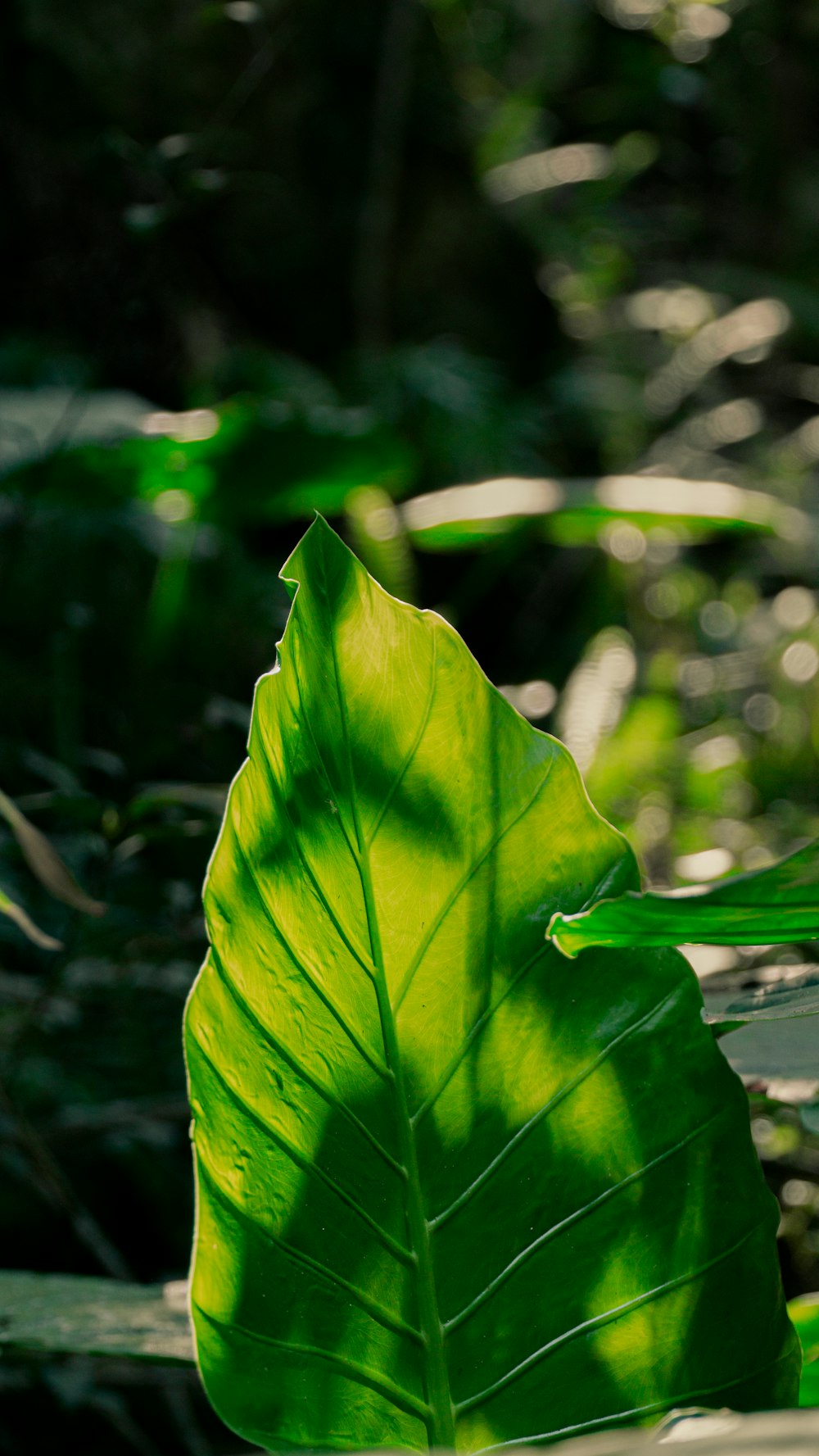 foglia verde in primo piano fotografia