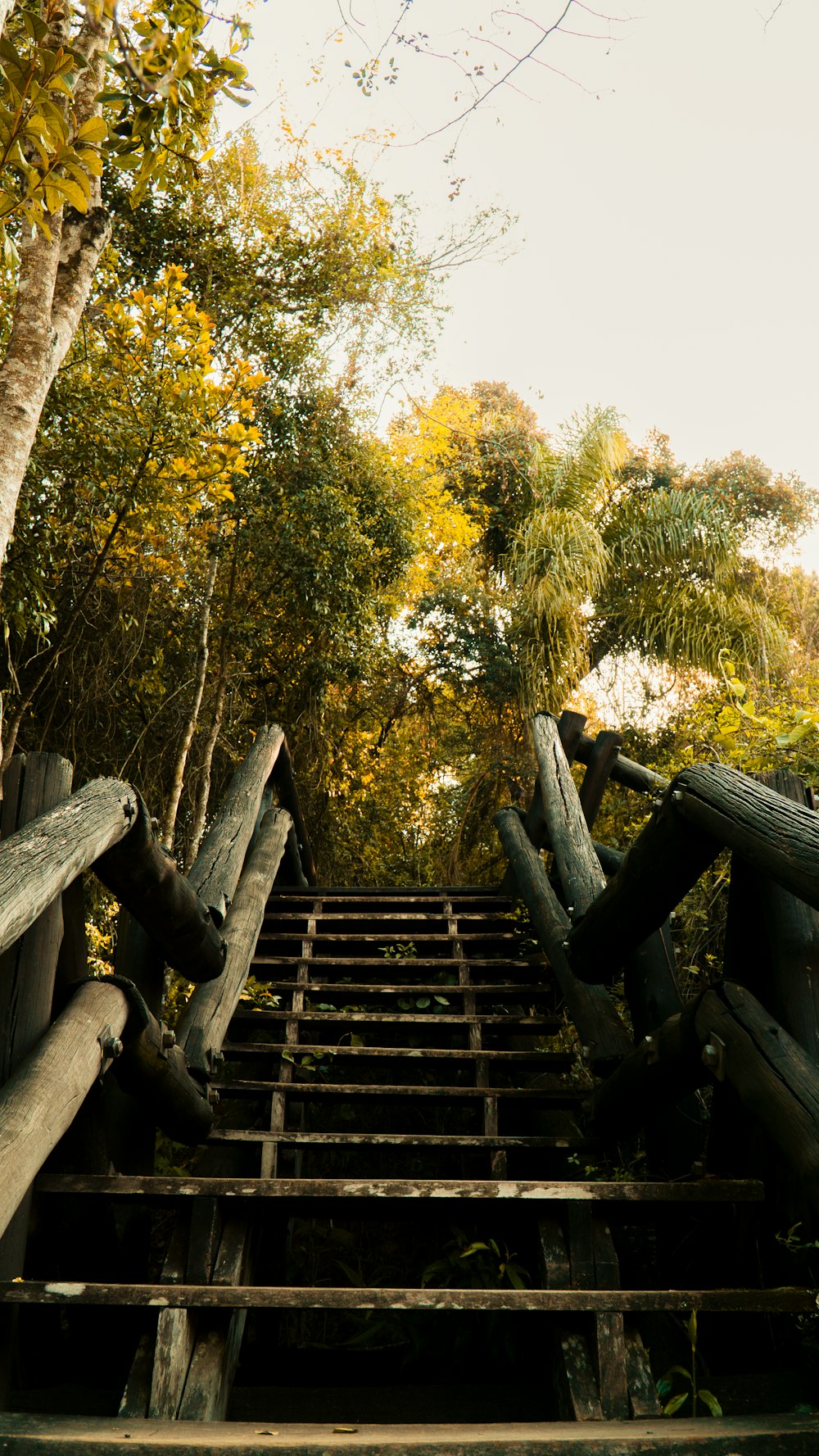 brown wooden staircase in forest during daytime