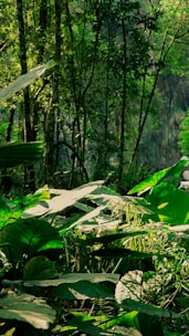 green banana tree during daytime