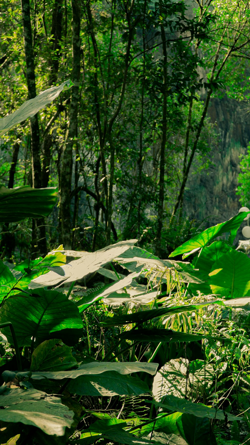 green banana tree during daytime