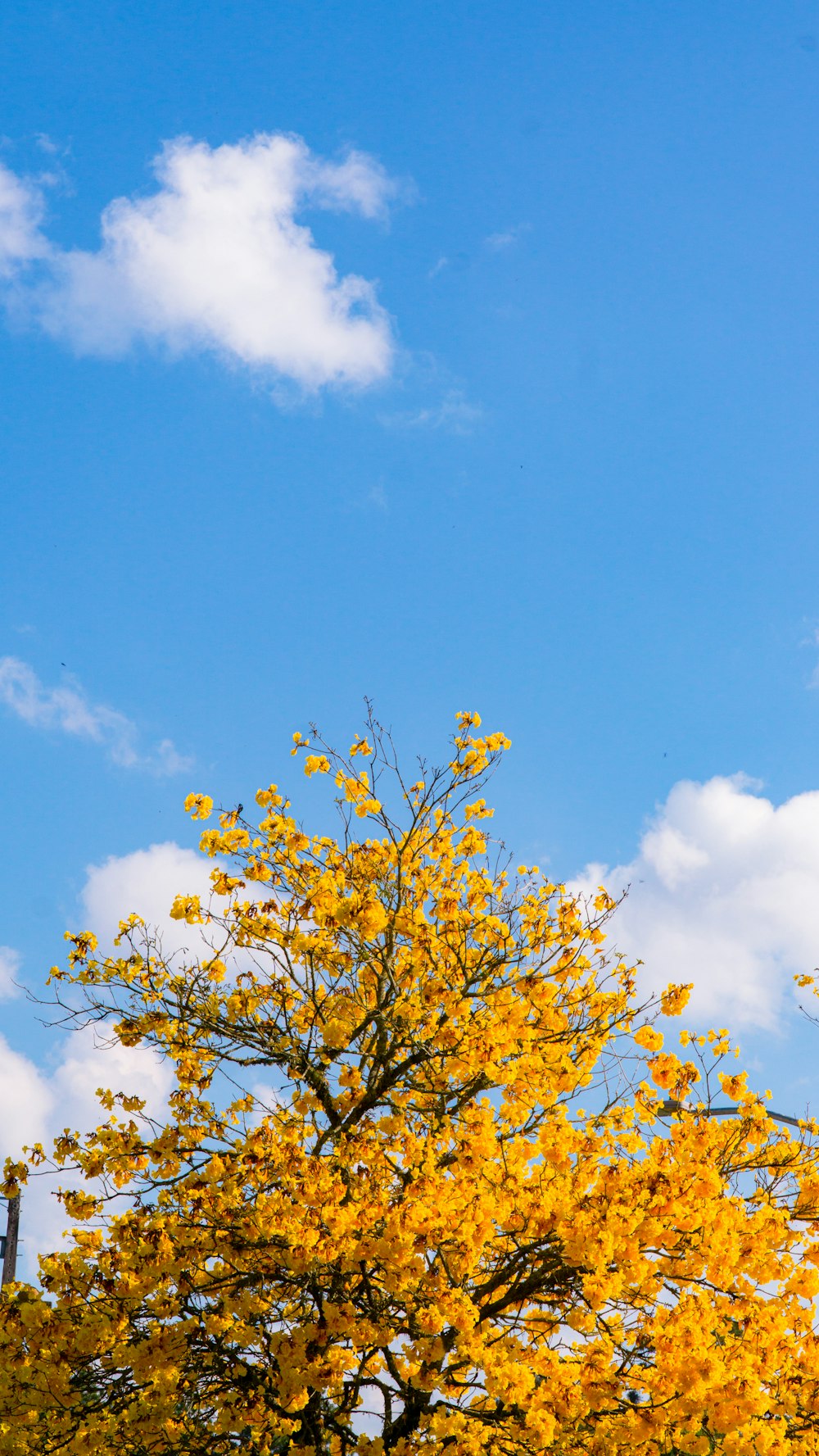 gelber Blattbaum unter blauem Himmel tagsüber